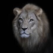 The King (Renee Doyle) - Muzeo.com