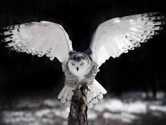 Les Ailes (Pinaki Bhattacharyya) - Muzeo.com