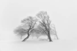 Ensemble (Fotoea) - Muzeo.com