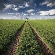 Trace & Trees (Carsten Meyerdierks) - Muzeo.com