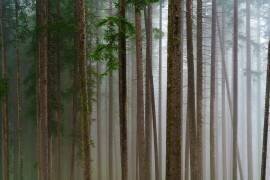 Trees (Michael) - Muzeo.com