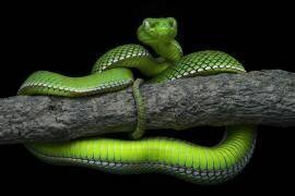 Trimeresurus vogeli (Dao Tan Phat) - Muzeo.com
