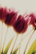 Tulipes (Rosalinde Philippin-Lipscomb) - Muzeo.com