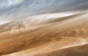 Two trees (Uschi Hermann) - Muzeo.com