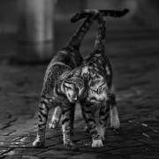 Untitled (Nebula) - Muzeo.com