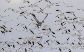 Untitled (Qingsong Wang) - Muzeo.com