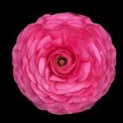 Untitled (Hardik Pandya) - Muzeo.com