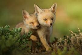 Untitled (Ahmed Sobhi) - Muzeo.com