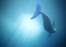 Velure Moana (Adachi Lintaman) - Muzeo.com