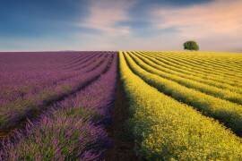 Violyellow (Ales Komovec) - Muzeo.com