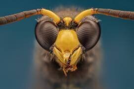 Wasp (Rico Cavallo) - Muzeo.com
