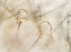 Watercolors (Nel Talen) - Muzeo.com