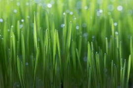 Wheat (Peter Krenek) - Muzeo.com