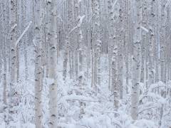 White (Dong Hee Han) - Muzeo.com