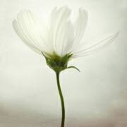 White cosmos (Lotte Grønkjær) - Muzeo.com