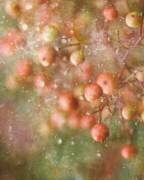 Winter-Time (Delphine Devos) - Muzeo.com