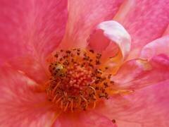 Yellow ladybug (Snezana Petrovic) - Muzeo.com