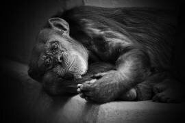 Yesterday (Antje Wenner-Braun) - Muzeo.com