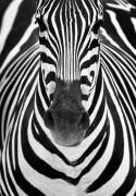 Zebra (Juan Luis Duran) - Muzeo.com