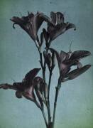 Lilies (anonyme) - Muzeo.com