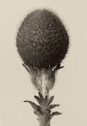 Bulbe (Karl Blossfeldt) - Muzeo.com