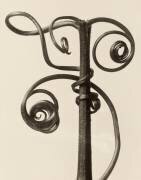 Cucurbita (Karl Blossfeldt) - Muzeo.com