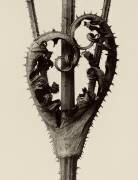 Dipsacus Laciniatus (Karl Blossfeldt) - Muzeo.com