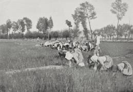 Mondines (anonyme) - Muzeo.com