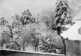 [Sapins enneigés] (anonyme) - Muzeo.com